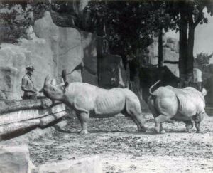 Brookfield Zoo Rhino's circa 1940