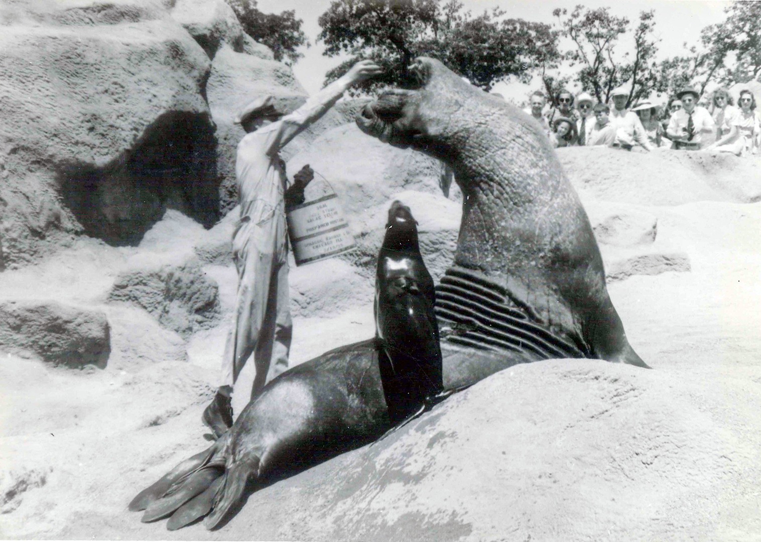 Brookfield Zoo Seals circa 1936