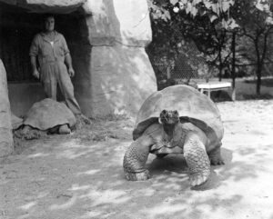 Brookfield Zoo Giant Turtle