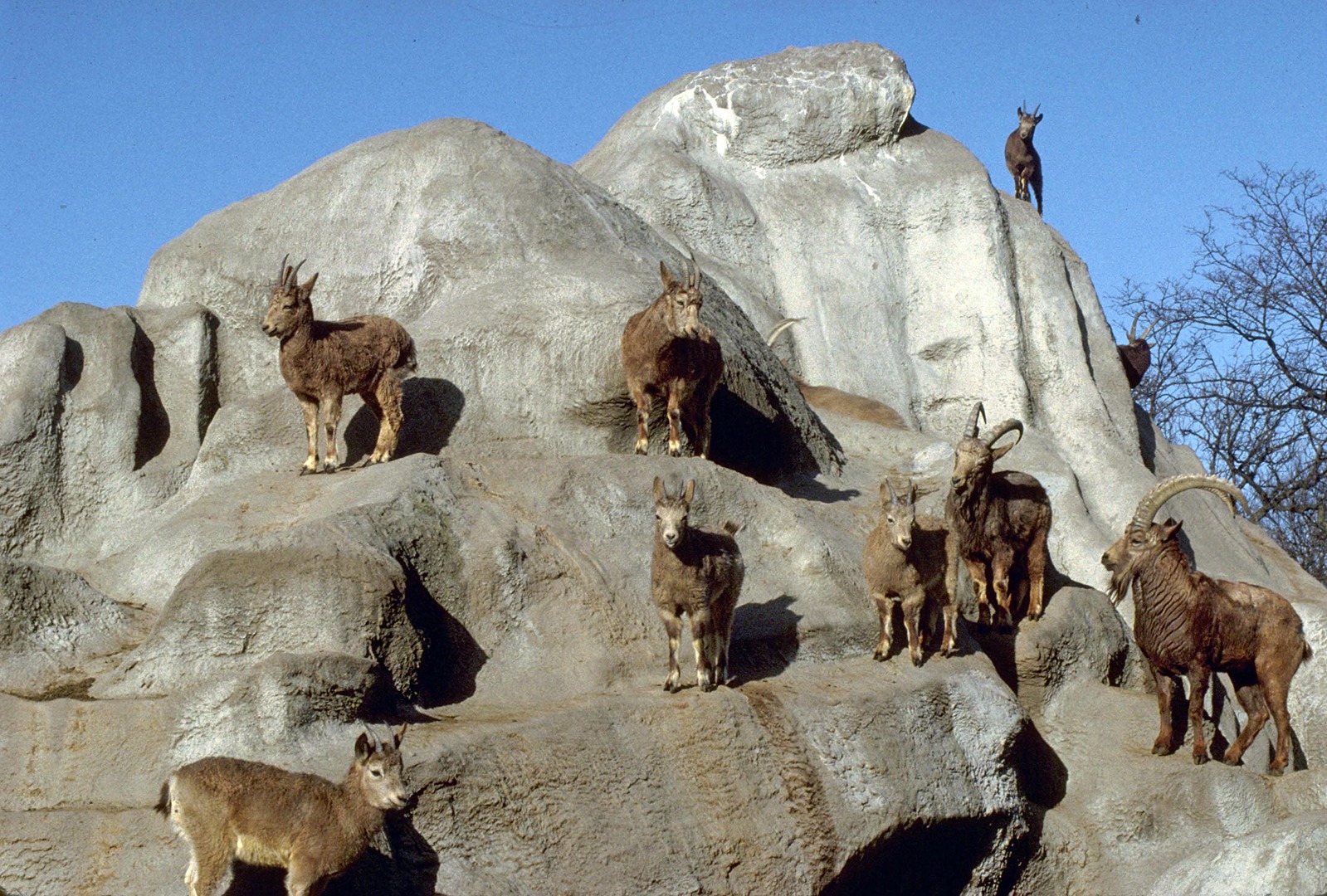 Brookfield Zoo Mountain Goats