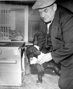 Charles Stanke and Gorilla Samson 1950