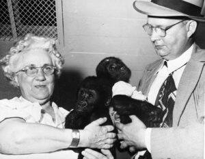 Edith Scott and Gorillas Sambo and Samson 1950