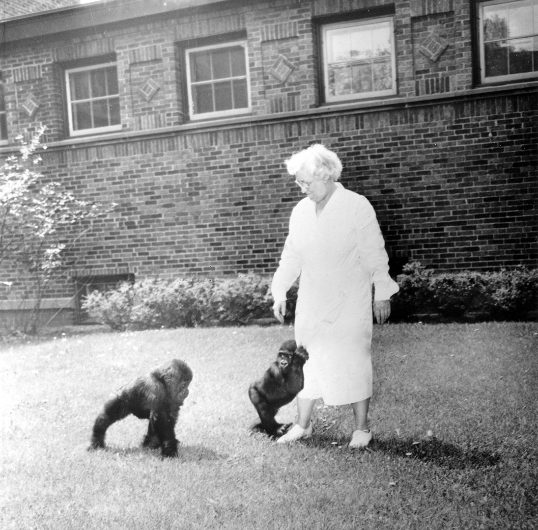 Gorillas Sambo and Samson with Edith Scott 1951