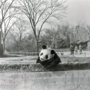 Brookfield Zoo Panda Mei Lan