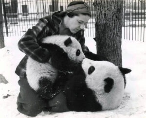Brookfield Zoo Pandas Mei-Mei Su-Lin w/ Ruth Harkness