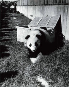 Brookfield Zoo Panda Su Lin