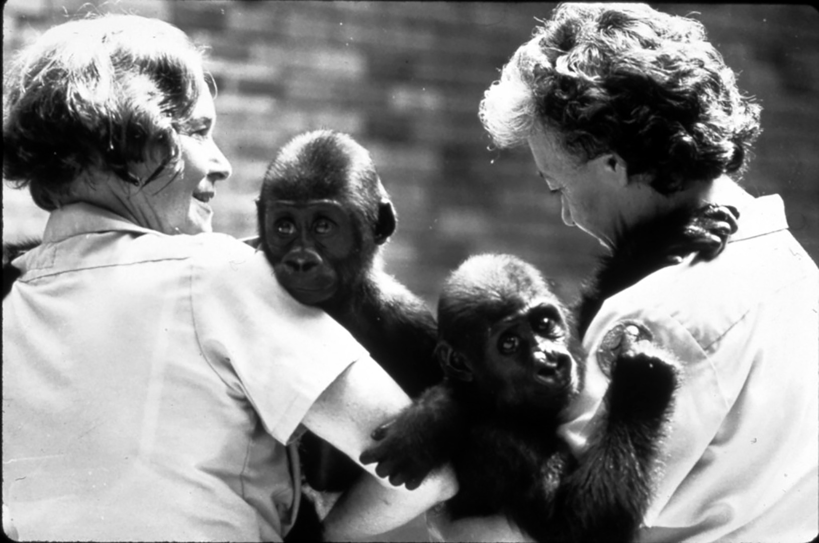 Louisa Gillespie & Caroline Atkinson with Baby Gorillas circa 1980's