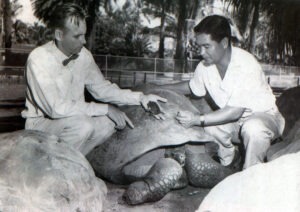 Paul Breese with Supervisor Robert Segawa with newly hatched Galapagos tortoise, 1954