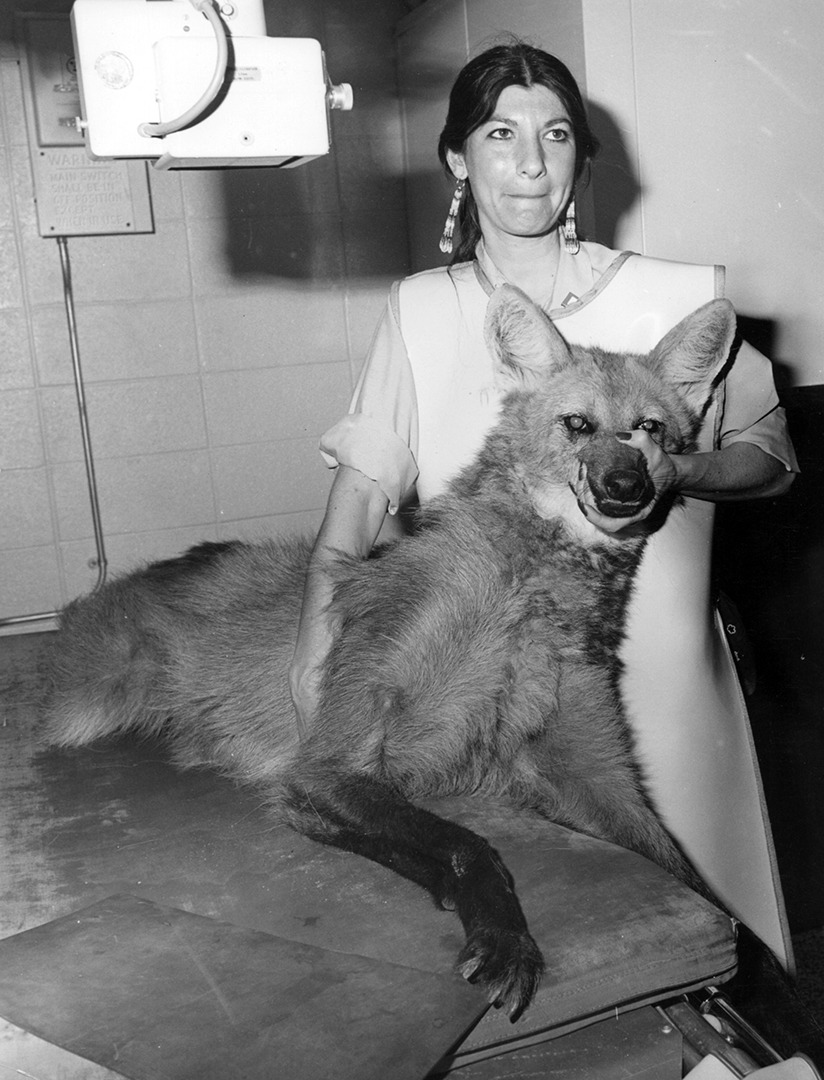 Animal Keeper Caryn Schrenzel with Maned wolf