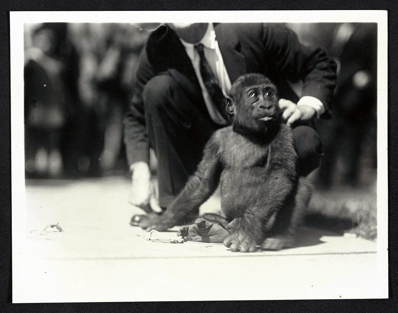 Bushman, lowland gorilla arrives at Lincoln Park Zoo, 1930