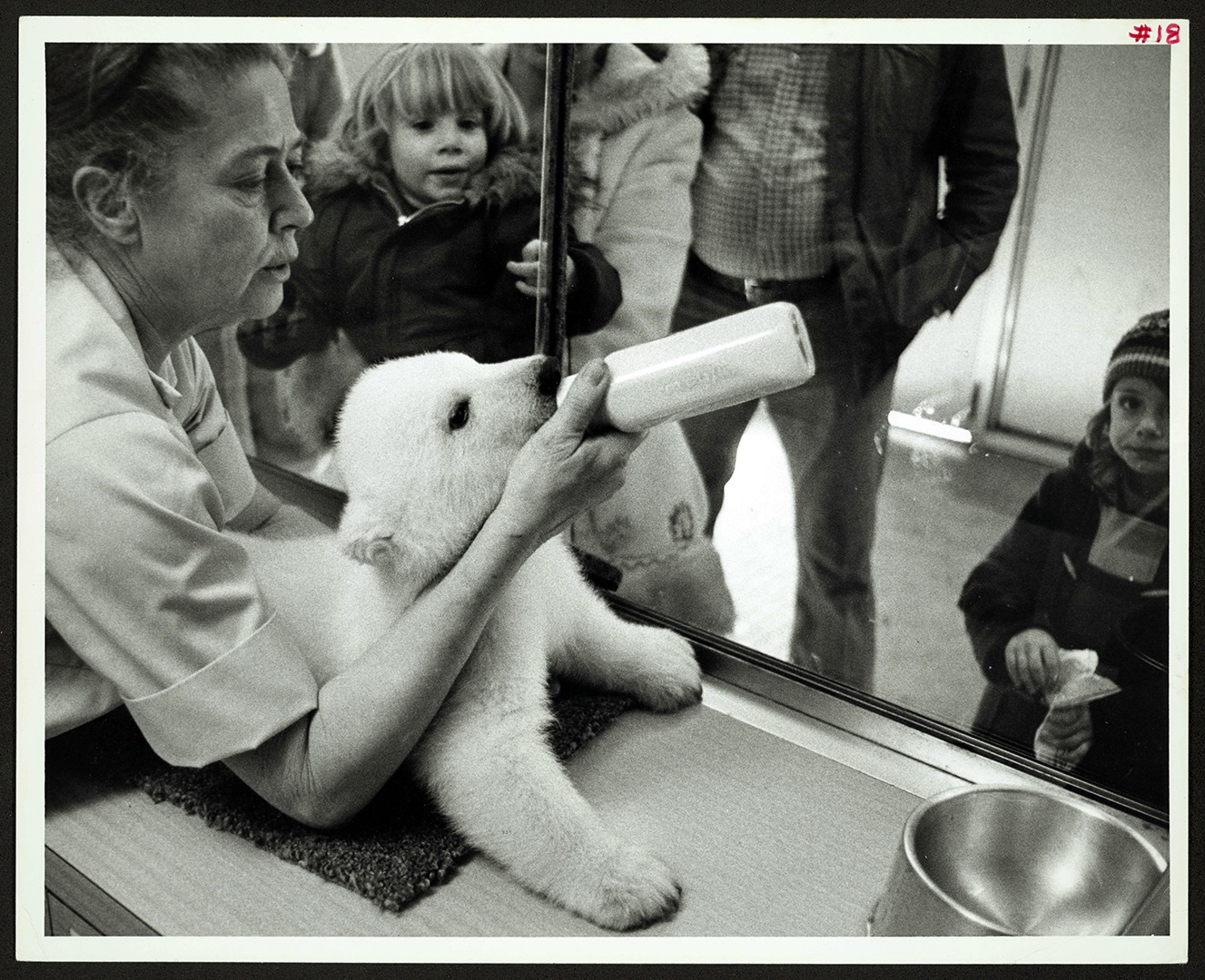Animal keeper Marge Seymour with  polar bear Miki-luk, 1976