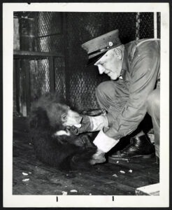 Animal keeper Harvey Carlisle with Sloth bear, 1949