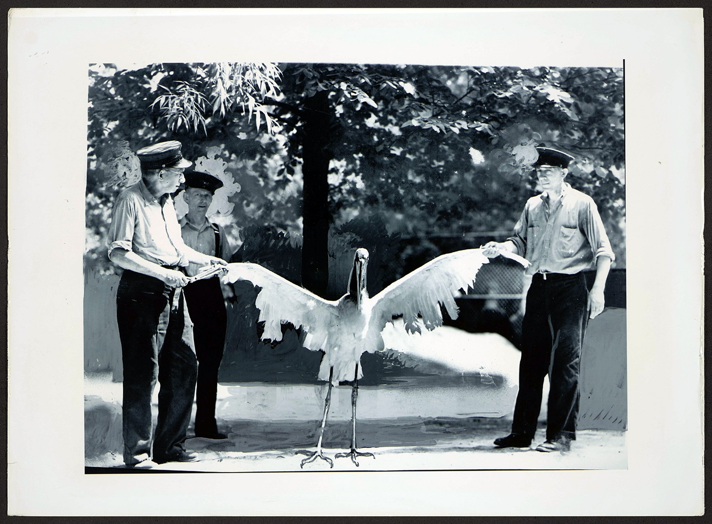 Animal keepers holding Jabiru stork, 1937