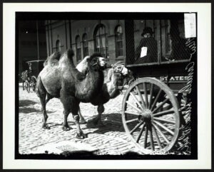Bactrian camels arriving at zoo, 1908