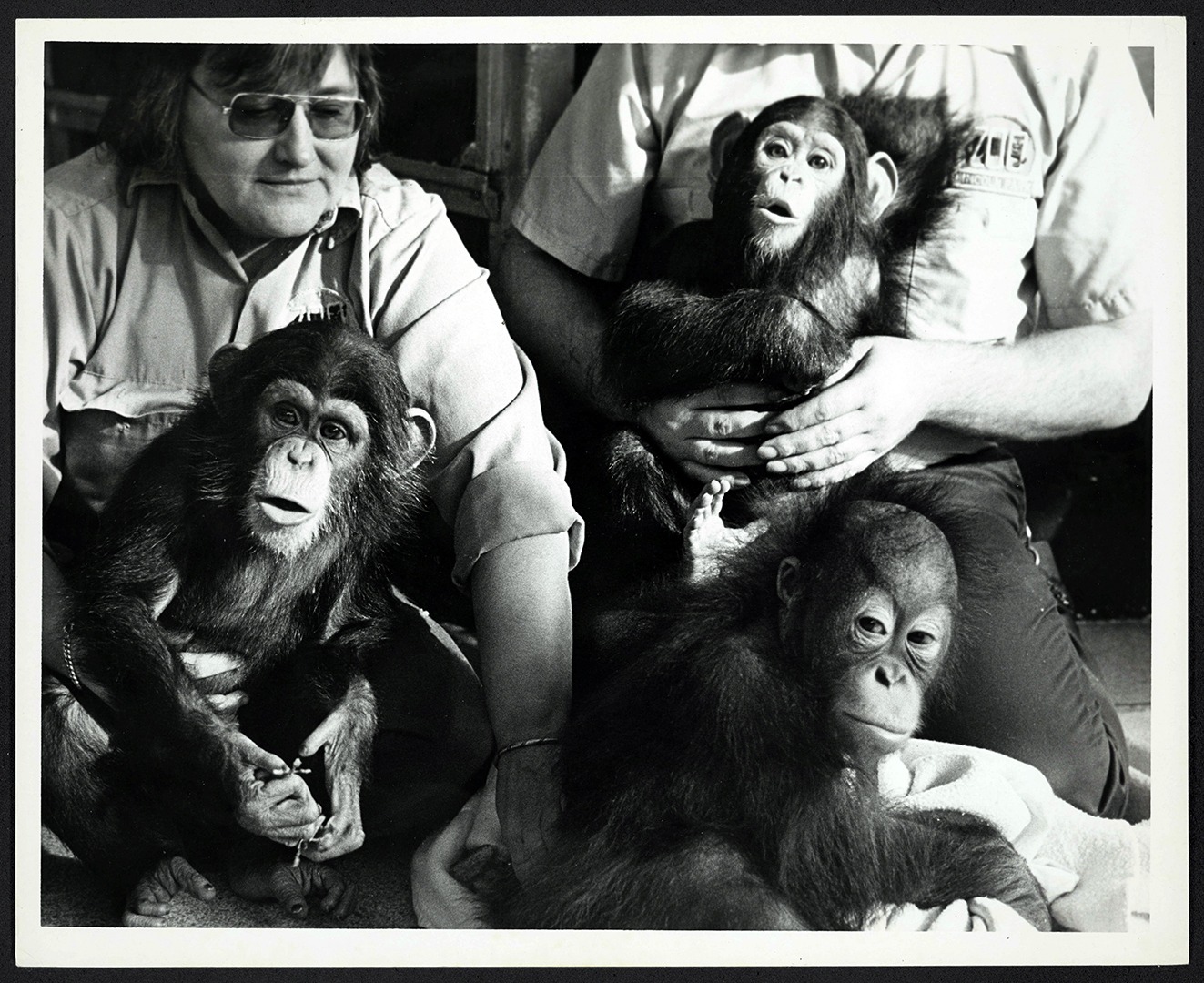Animal keeper Pat Sass with chimpanzees Gigi & Eve and Orangutan Sibo, 1980
