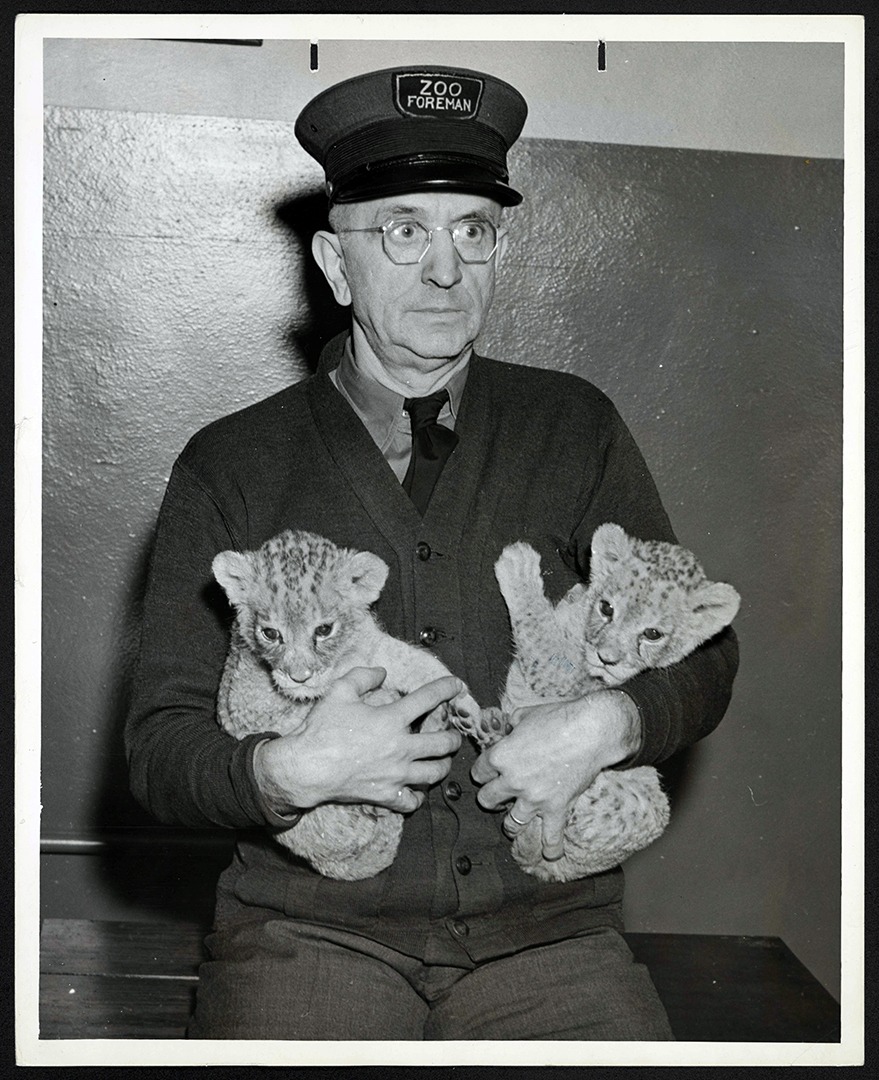 Zoo foreman Richard Auer with lion cubs, 1941