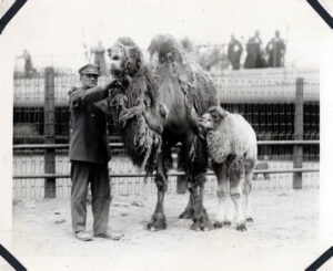 Animal keeper with Bactrian camel & baby, 1930