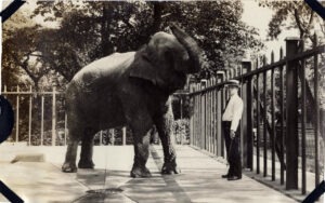 Zoo director Alfred Parker with elephant Deed-A-Day, 1937