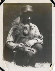 Animal keeper with Orangutan