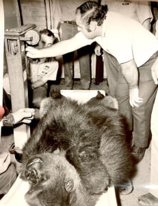 Assistant director Saul Kitchener weighing gorilla, 1976