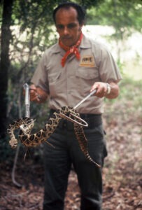 Curator of Reptiles Ed Almandarz with rattlesnake