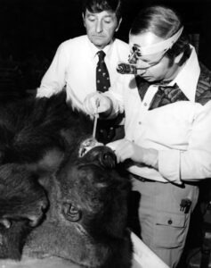 Zoo director Lester Fisher with oral surgeon Harold Firfer & Otto gorilla, 1976