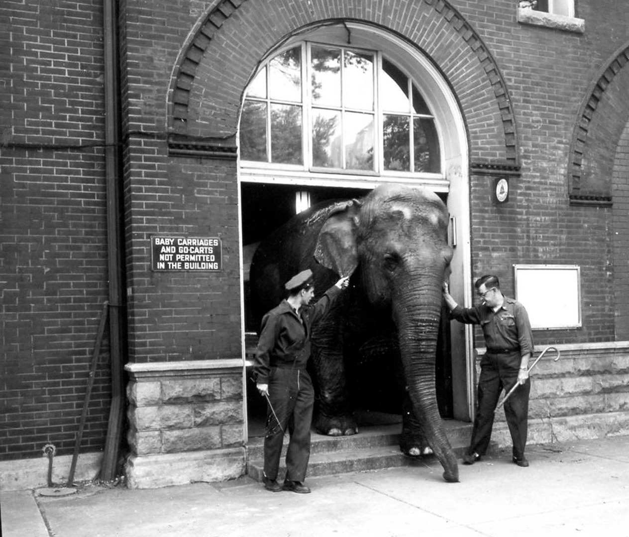 Animal keeper Paul Dittambl (on right) moves Judy out of her winter home, 1950