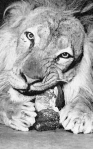 Lion at feeding time