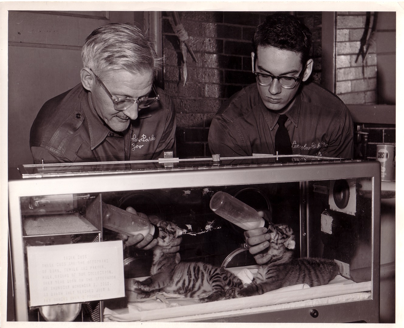 Senior keeper Bill Fettke & Zoologist Don Nickon feeding tigers