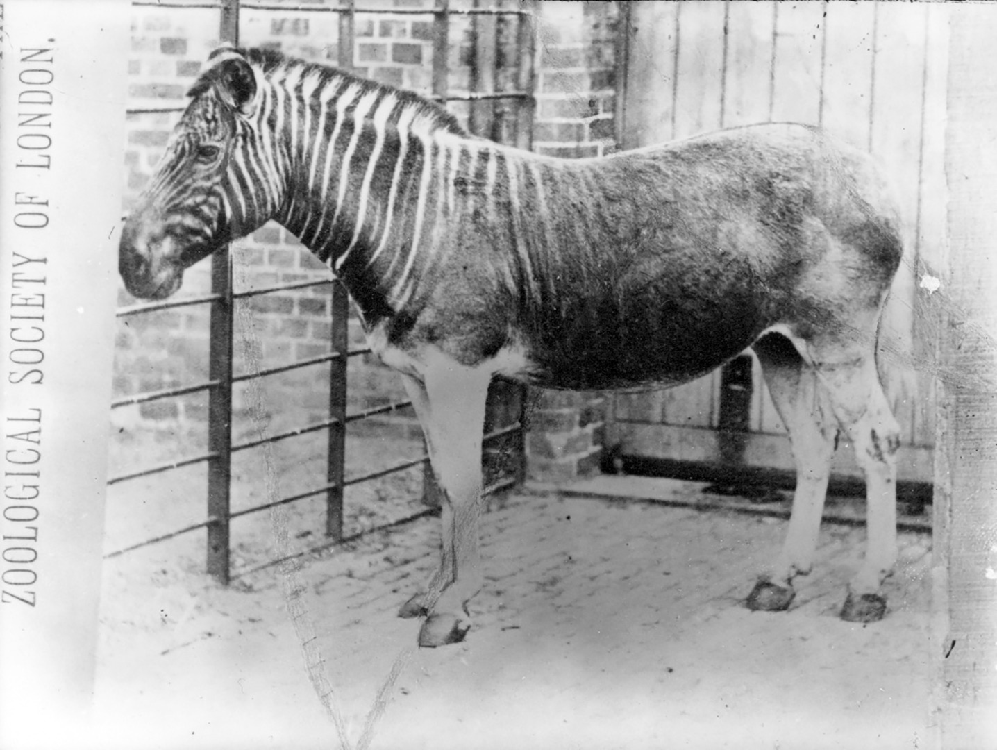 London Zoo Gallery Zoo Aquarium Video Archive