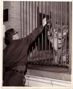 Zoologist Don Nickon with your tiger