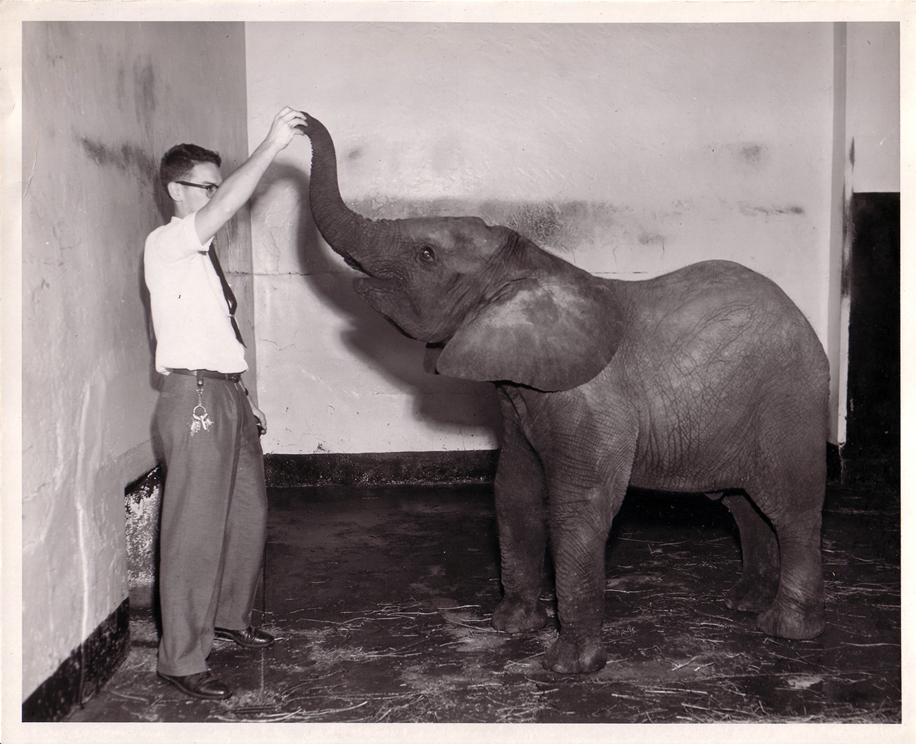 Zoologist Don Nickon with African elephant