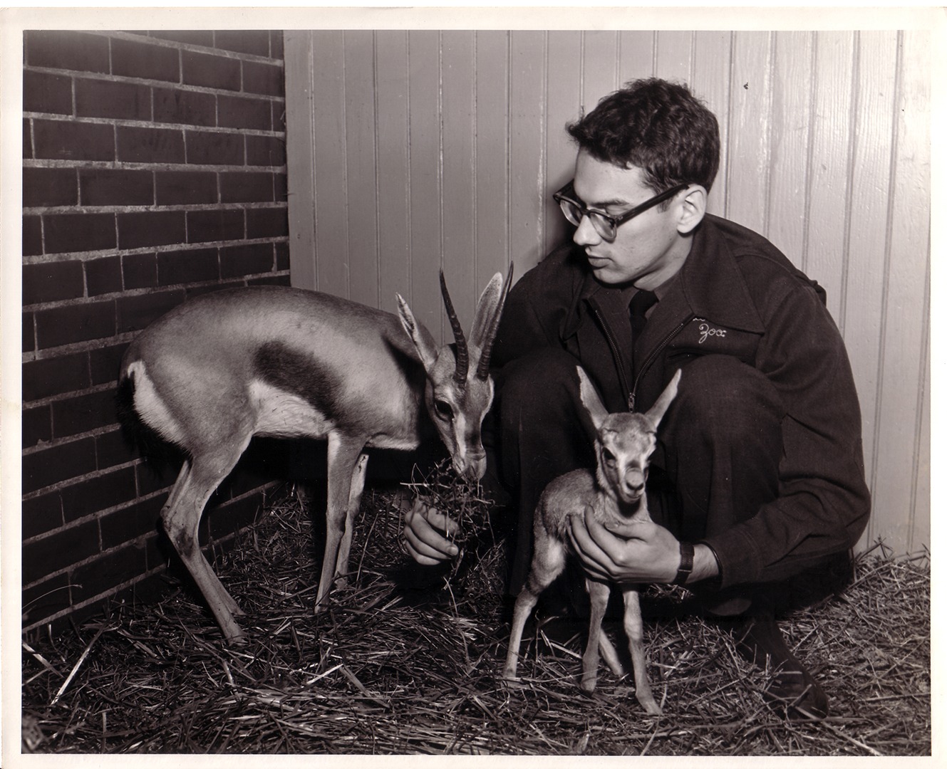 Zoologist Don Nickon with mother & baby gazelle